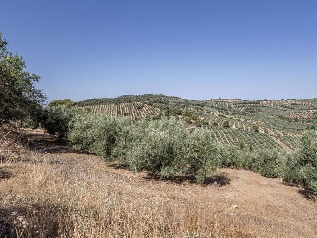 Terreno, Montefrio