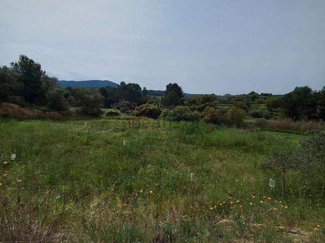 Terreno, Ginestar
