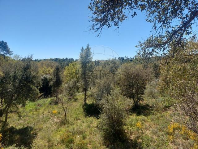 Terreno, Mouriscas