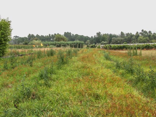 Terreno na Marinha da Guia com Viabilidade de Construção