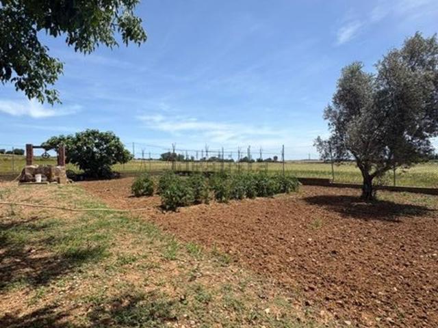 Terreno, Navata