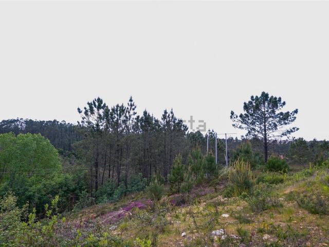 Terreno, Nogueira do Cravo
