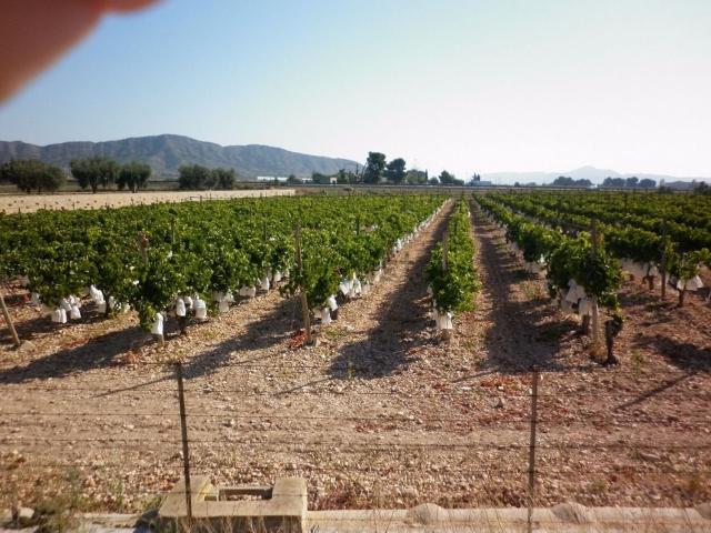 Terreno, Novelda