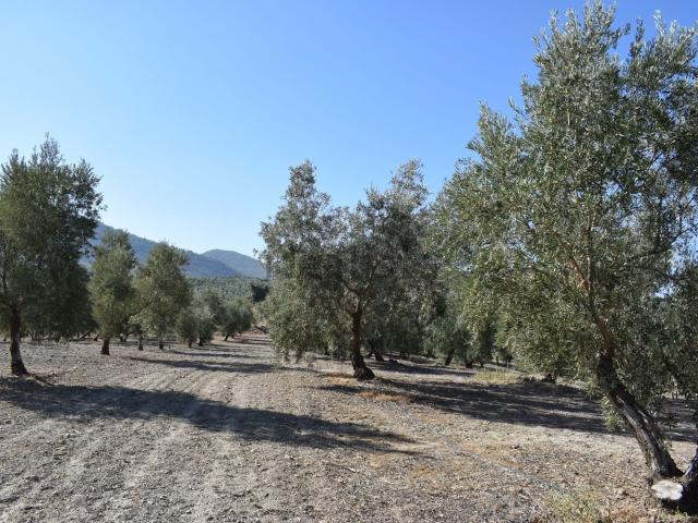 Terreno, Otura