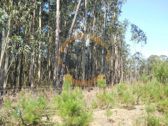 Terreno Ovar