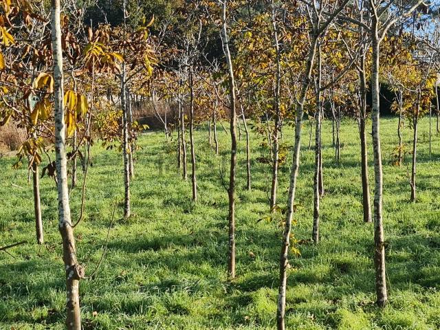 Terreno, O Rosal