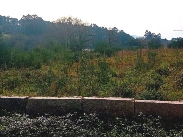 Terreno, O Rosal