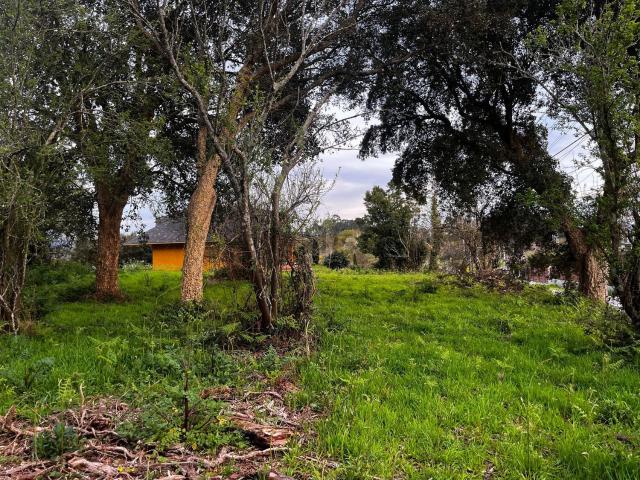 Terreno, O Rosal