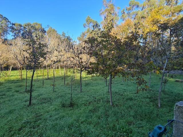 Terreno, O Rosal