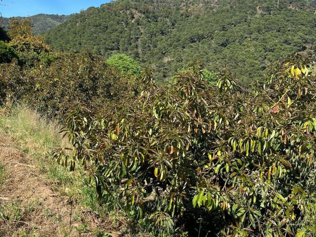 Terreno, Ojén