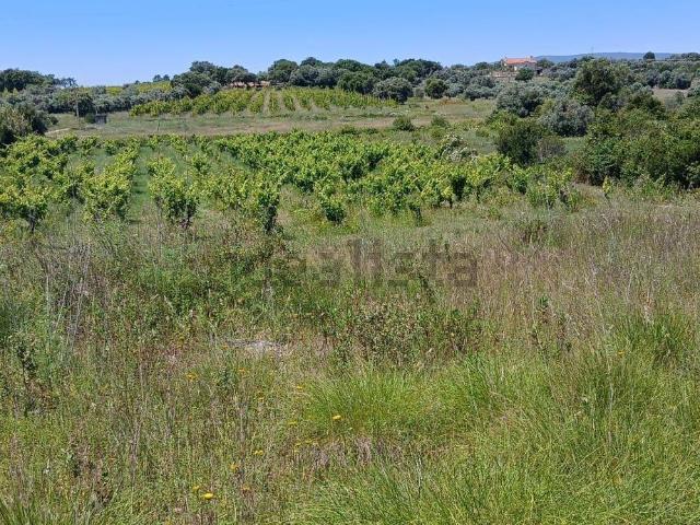 Terreno, Olaia e Paço