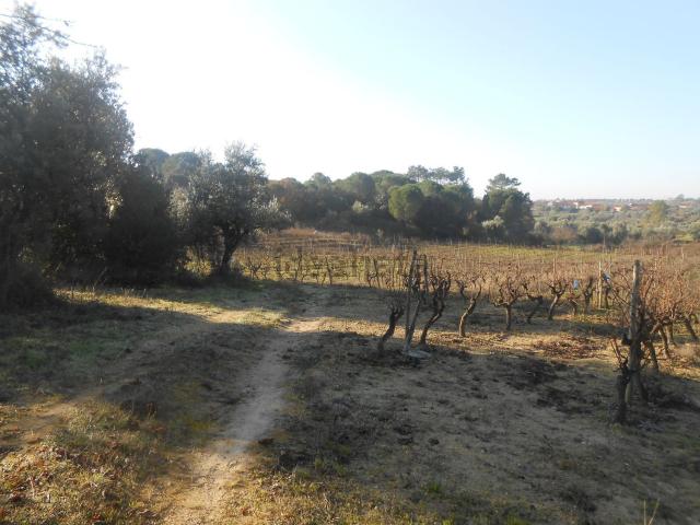 Terreno, Olaia e Paço