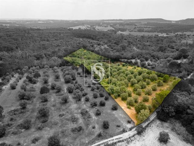 Terreno, Olaia e Paço