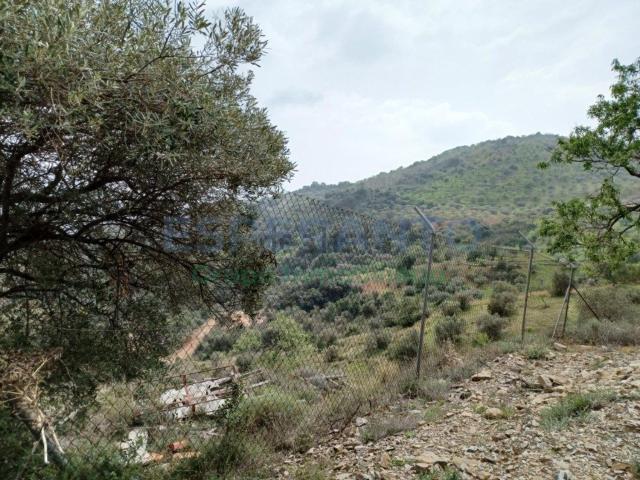 Terreno, Olías, Málaga