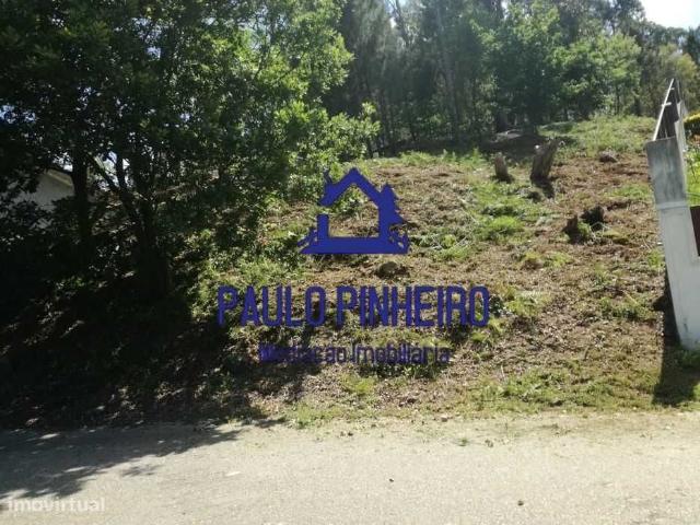 Terreno Olival