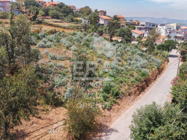 Terreno, Olival