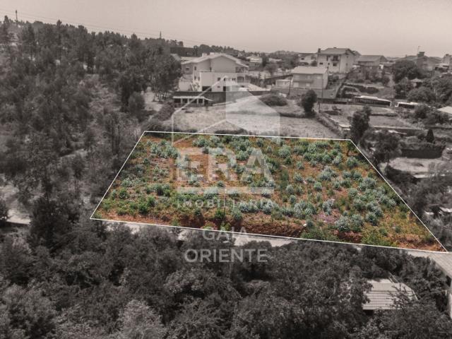 Terreno, Olival