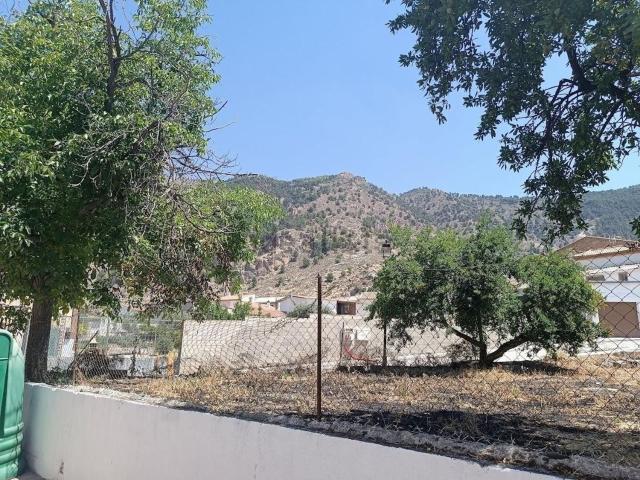 Terreno, Olivares