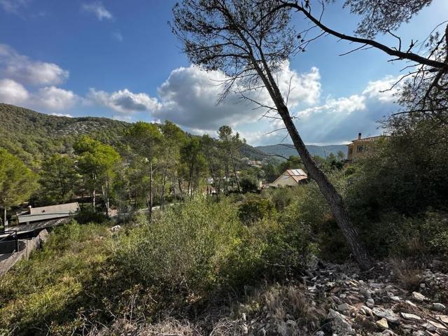 Terreno, Olivella