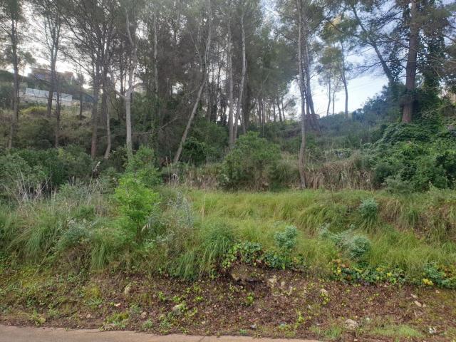Terreno, Olivella