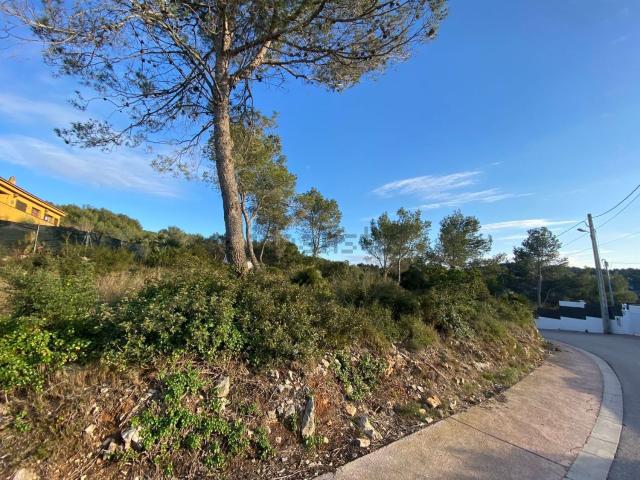 Terreno, Olivella