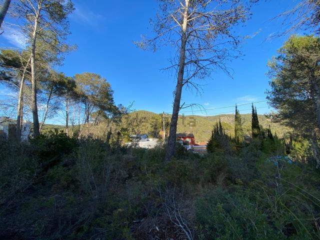 Terreno, Olivella