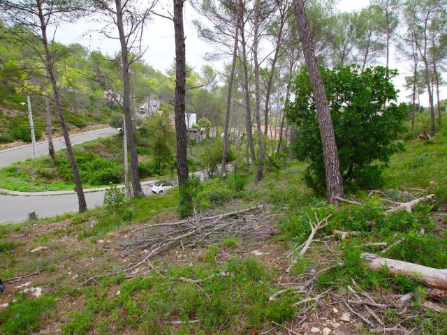 Terreno, Olivella