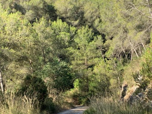 Terreno, Olivella