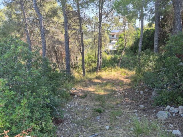 Terreno, Olivella