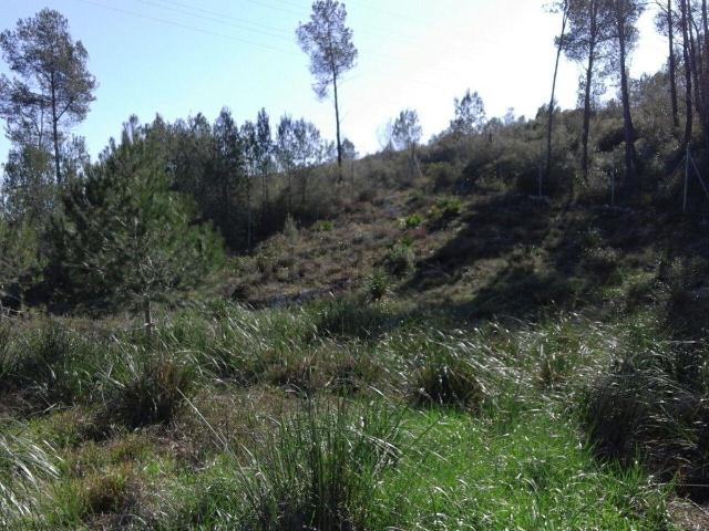 Terreno, Olivella