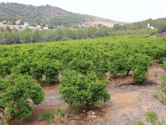 Terreno, Onda