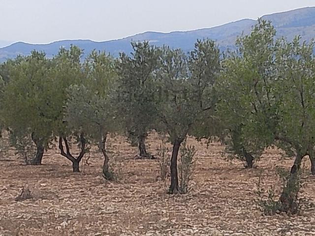 Terreno, Onil