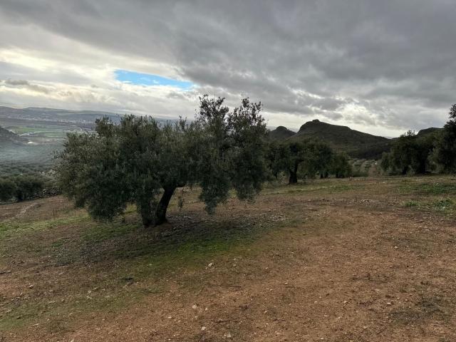 Terreno, Atarfe