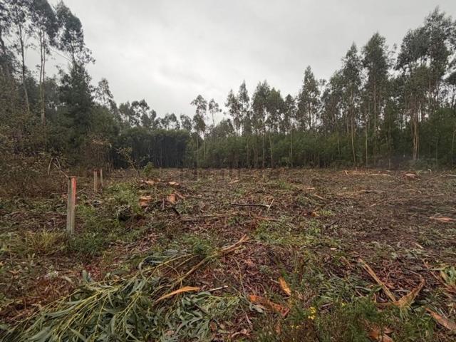 Terreno, Avanca