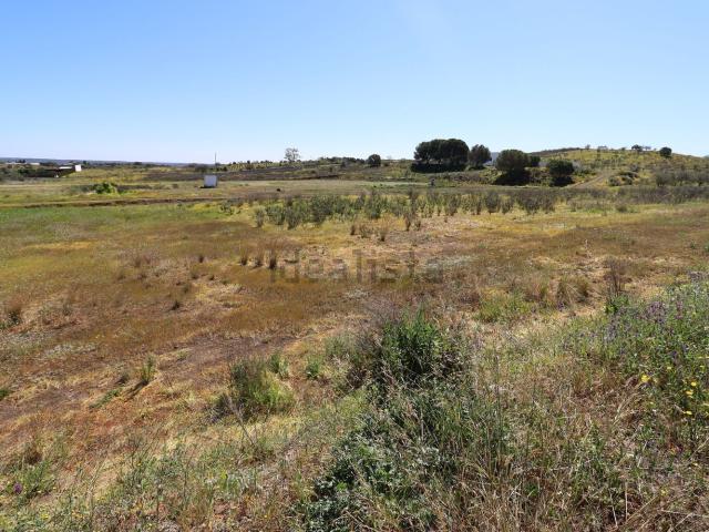 Terreno, Azinhal