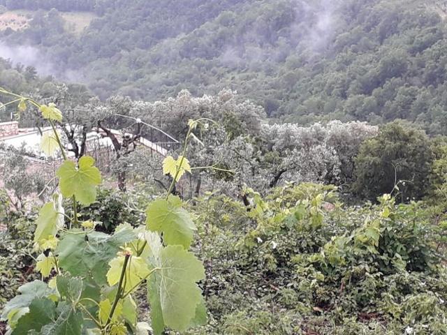 Terreno a Casaprots Sabina
