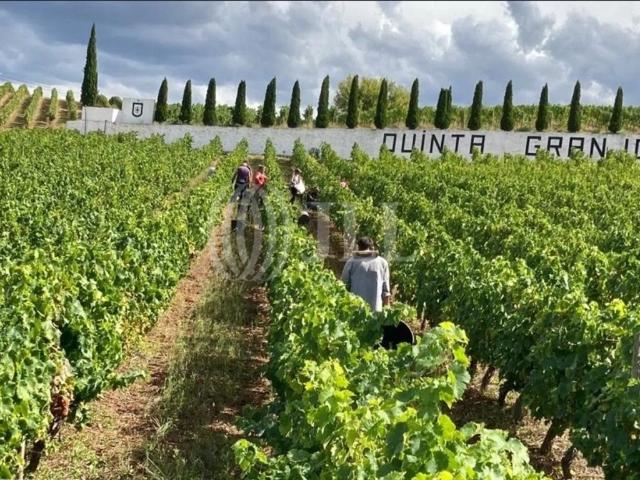 Terreno à venda Granja, Alijó, Vila Real