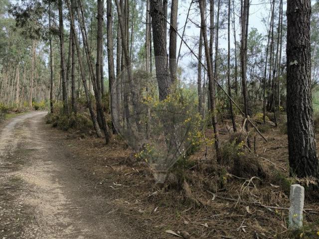 Terreno à venda em Cantanhede