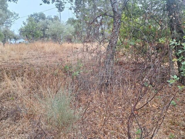 Terreno à venda em Castelo Branco