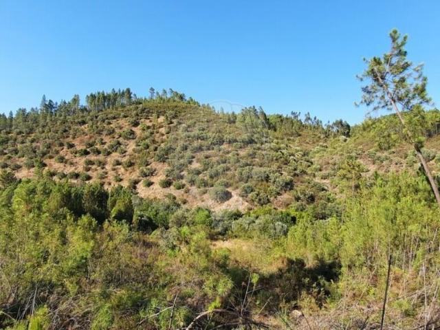 Terreno à venda em Castelo Branco