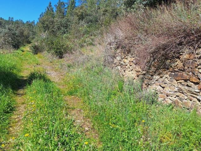 Terreno à venda em Castelo Branco