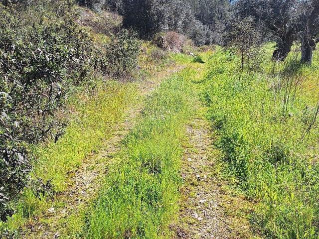 Terreno à venda em Castelo Branco