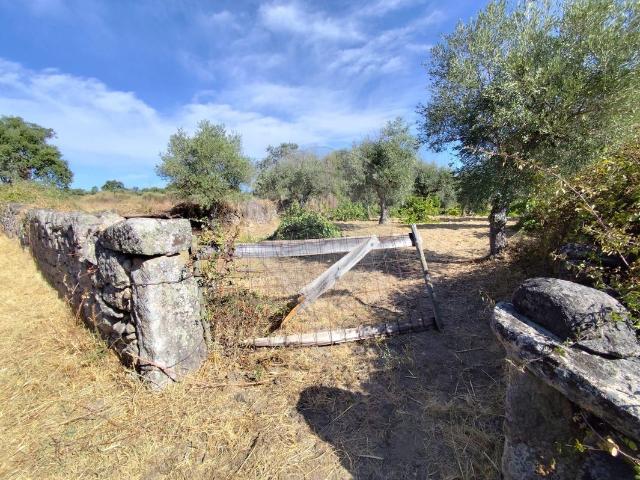 Terreno à venda em Castelo Branco