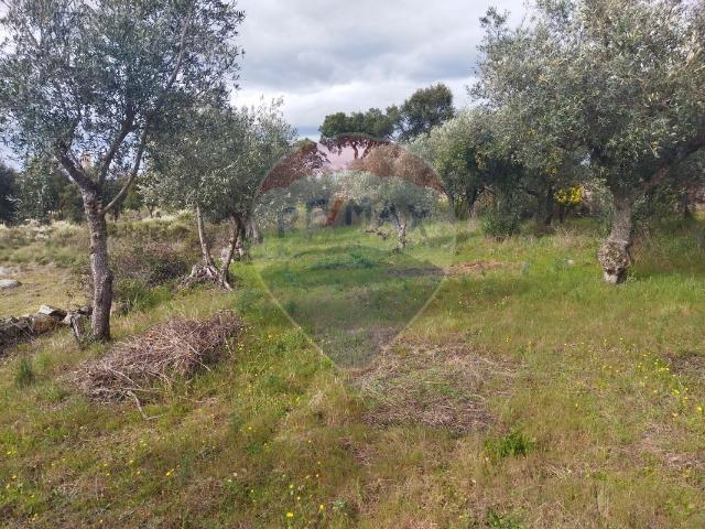 Terreno à venda em Castelo Branco