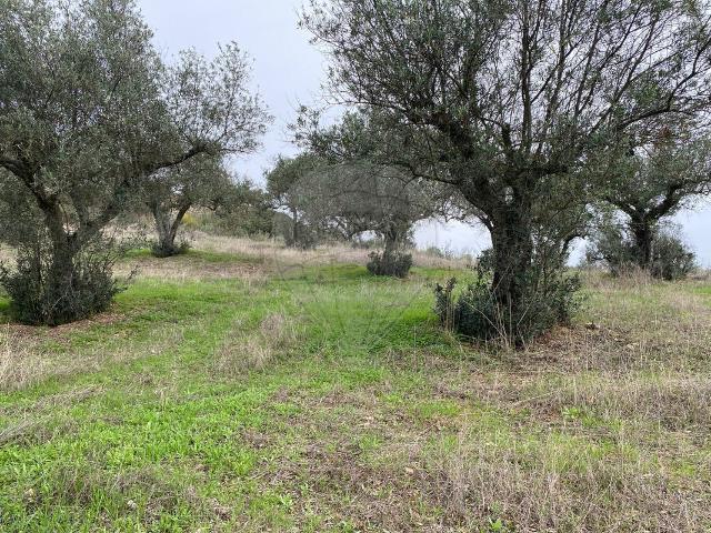 Terreno à venda em Castelo Branco