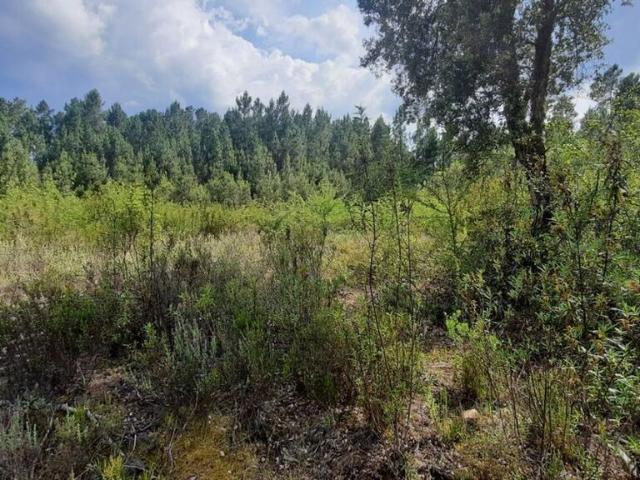Terreno à venda em Castelo Branco