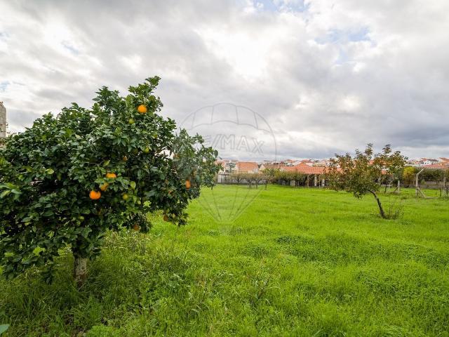 Terreno à venda em Castelo Branco