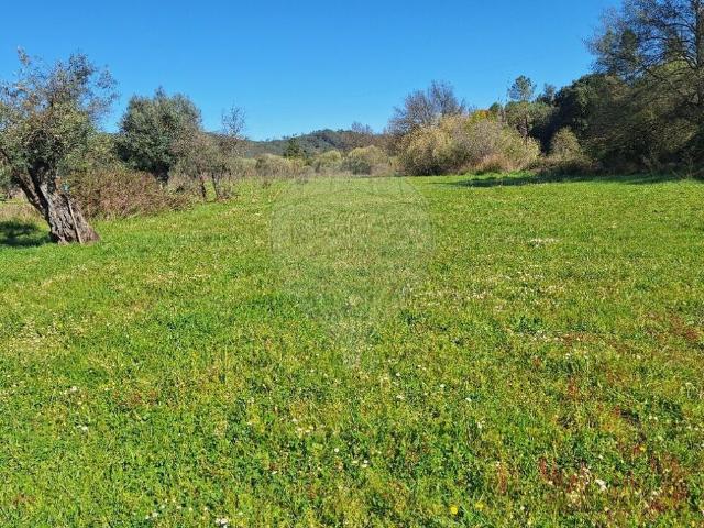 Terreno à venda em Castelo Branco