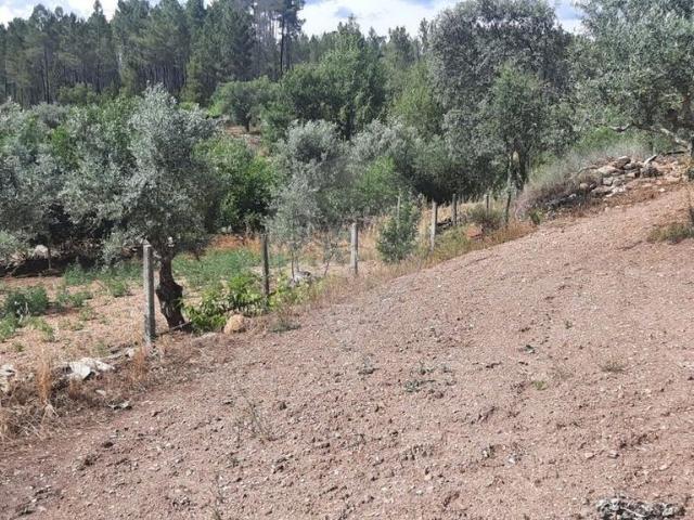 Terreno à venda em Castelo Branco