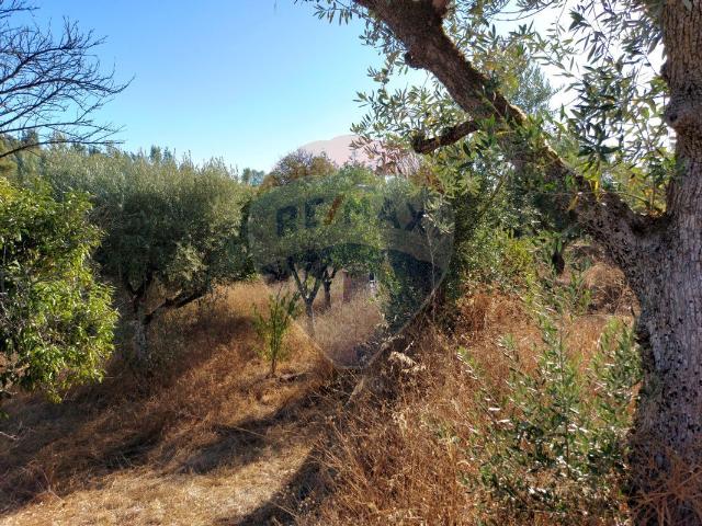 Terreno à venda em Abrantes